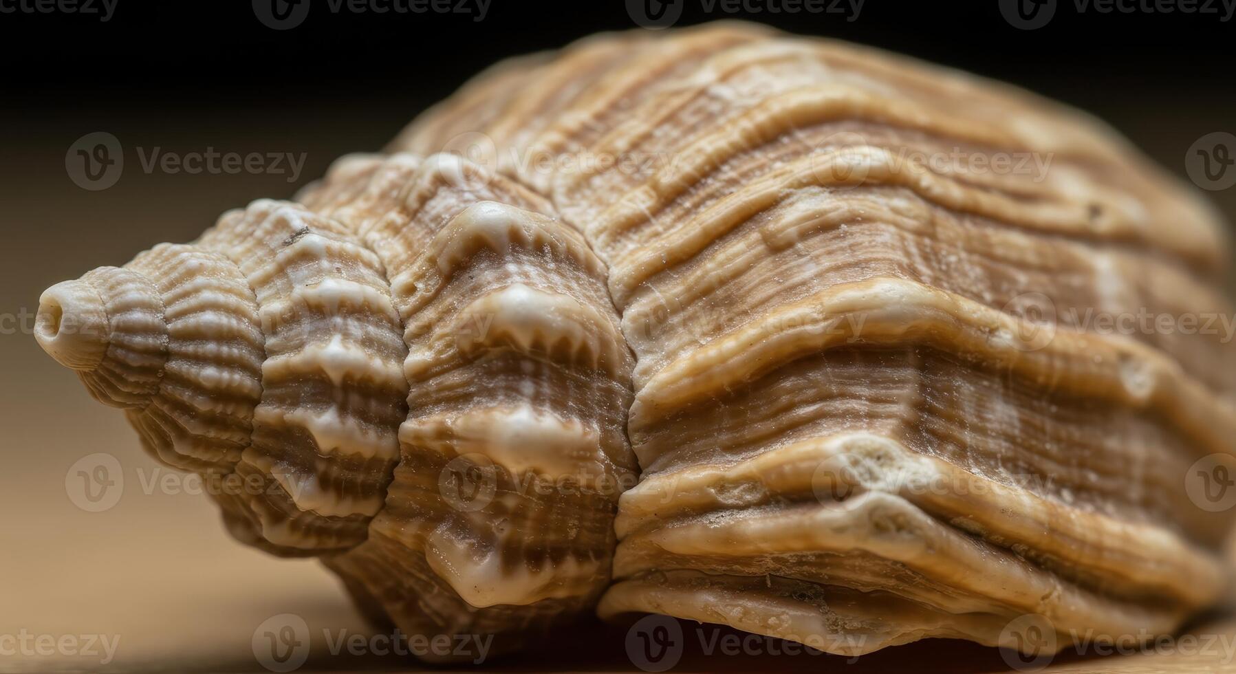 Close up of a textured spiral seashell with natural tones and intricate patterns photo