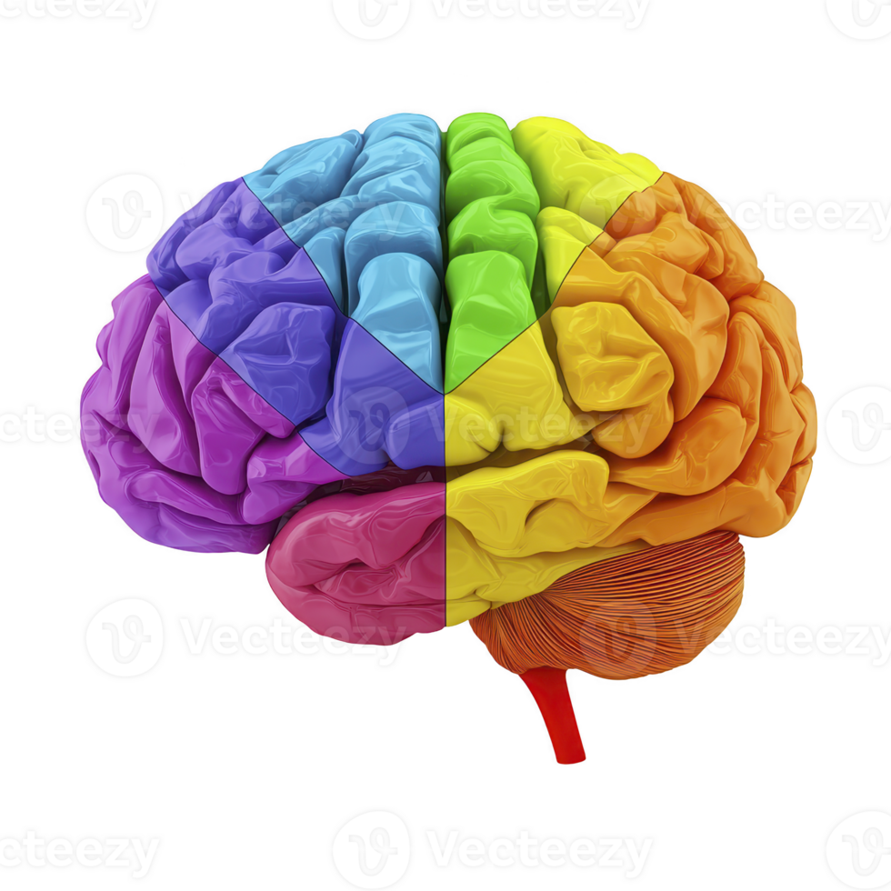 Colorful, segmented brain illustration showcases different regions in vibrant hues, symbolizing creativity and diverse cognitive functions. image is visually striking and educational png