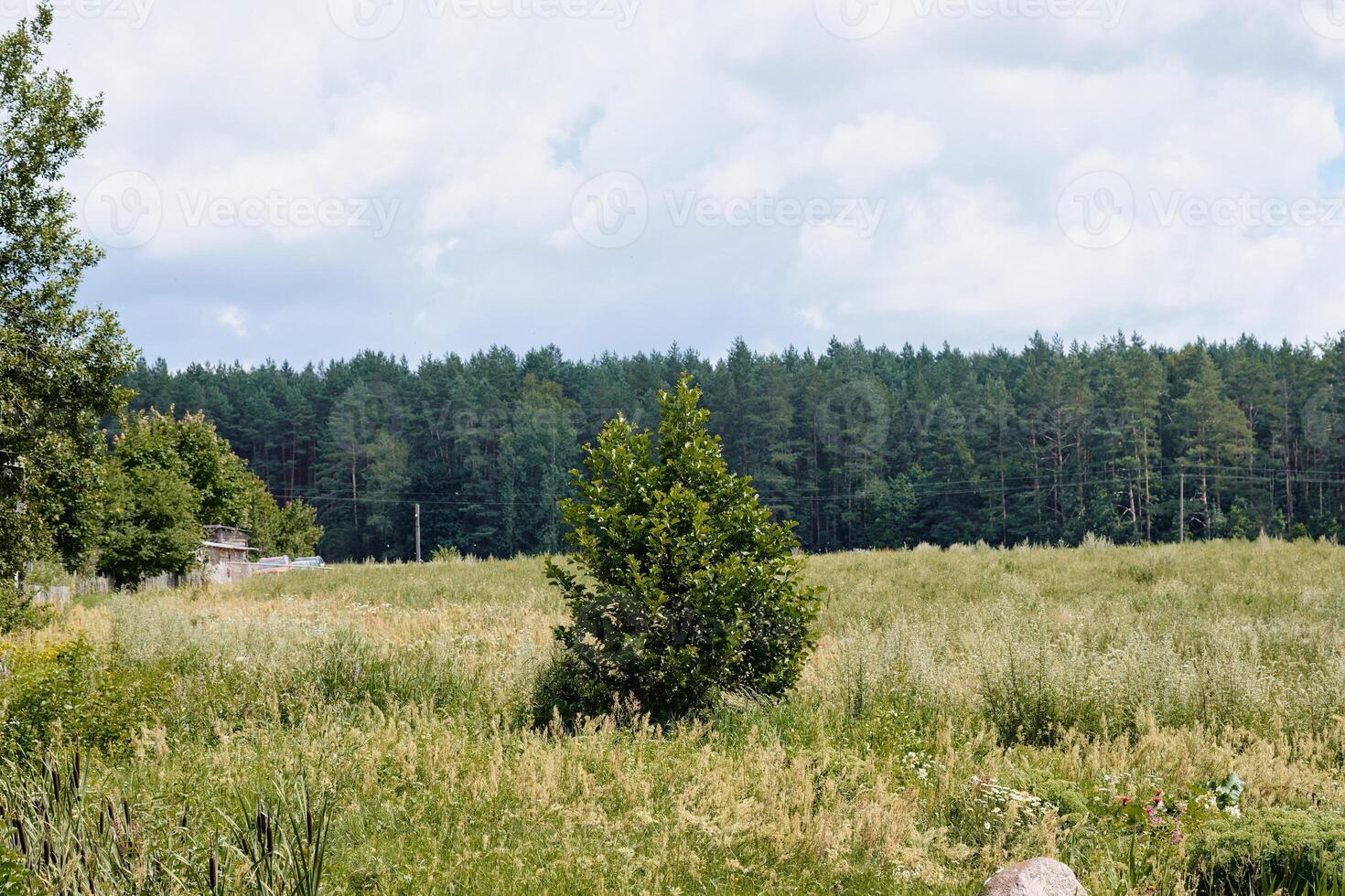 Lone tree stands in a field of tall grass with a forest backdrop under a cloudy sky on a summer day photo