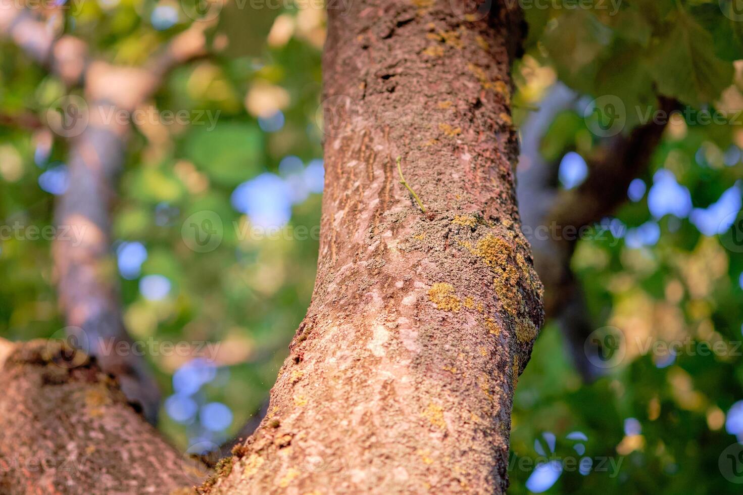 Sunlight illuminates the bark of a tree trunk. In the background are blurred leaves and branches, suggesting a wooded area on a bright summer day photo