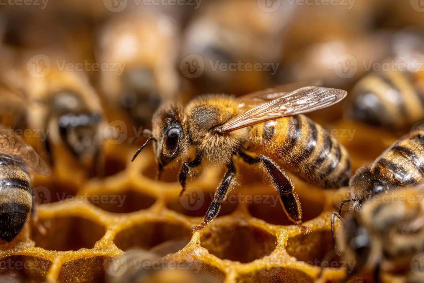 Honey bees are actively constructing and tending to their hexagonal honeycomb in a warm, sunny environment. Workers gather nectar while others care for brood photo