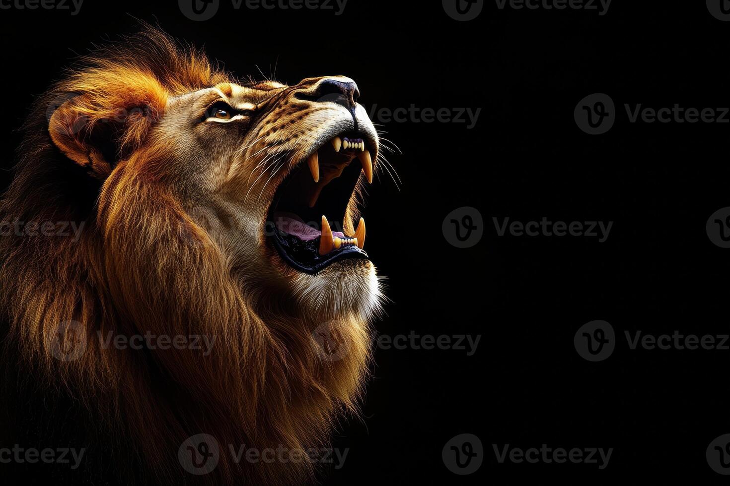 A lions face roars powerfully, its mane illuminated in warm tones against a deep black background, capturing the majesty and ferocity of this magnificent creature photo