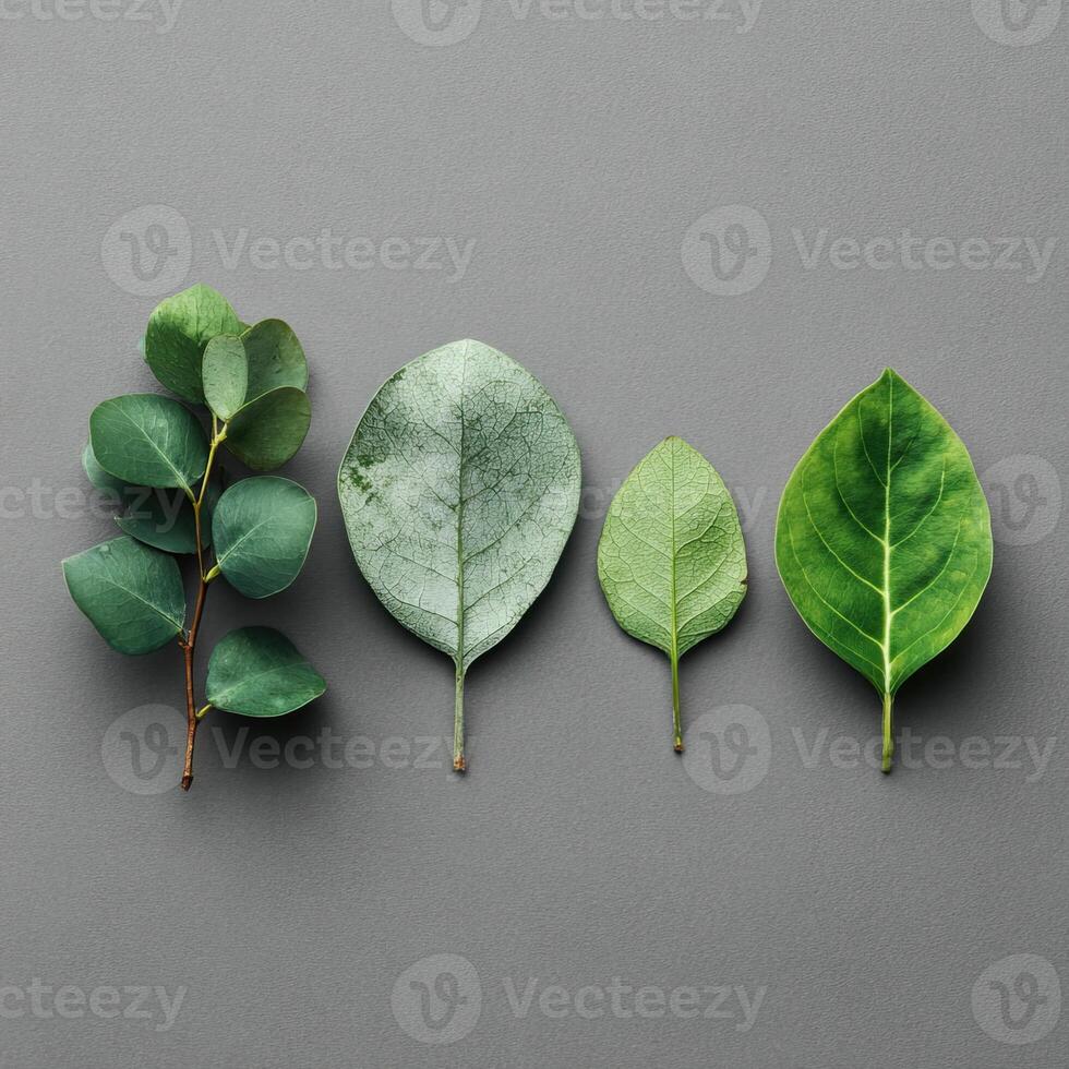 Four different leaves, from branch with many to single large ones, on a grey background photo