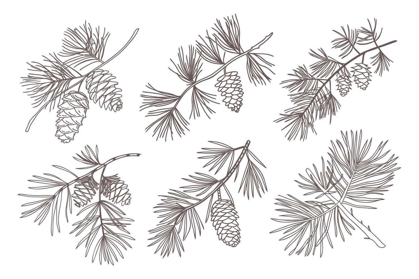 Set of pine branches with cones. Branches of pine trees with cones. vector