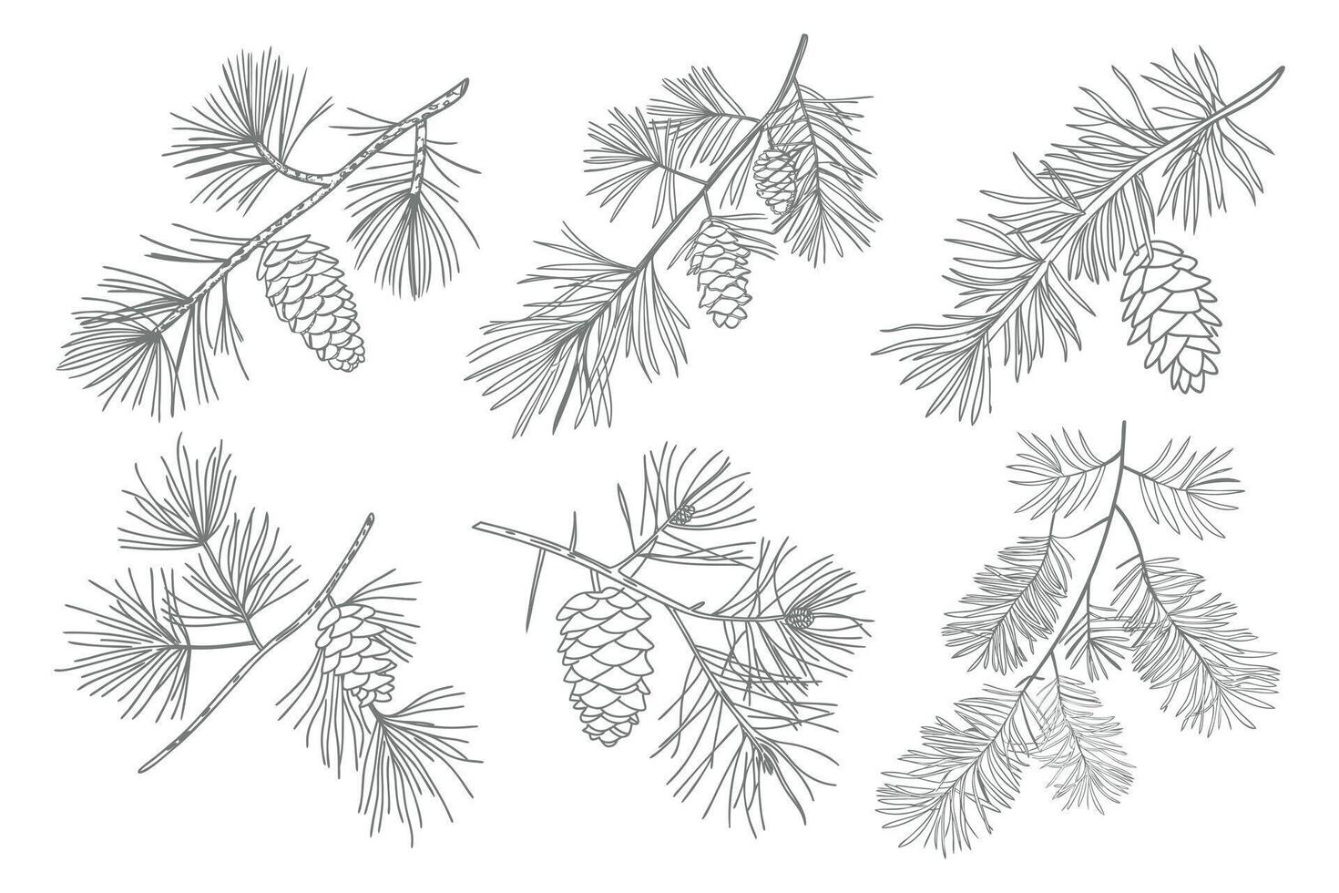 Set of pine branches with cones. Branches of pine trees with cones. Hand drawn illustration. vector