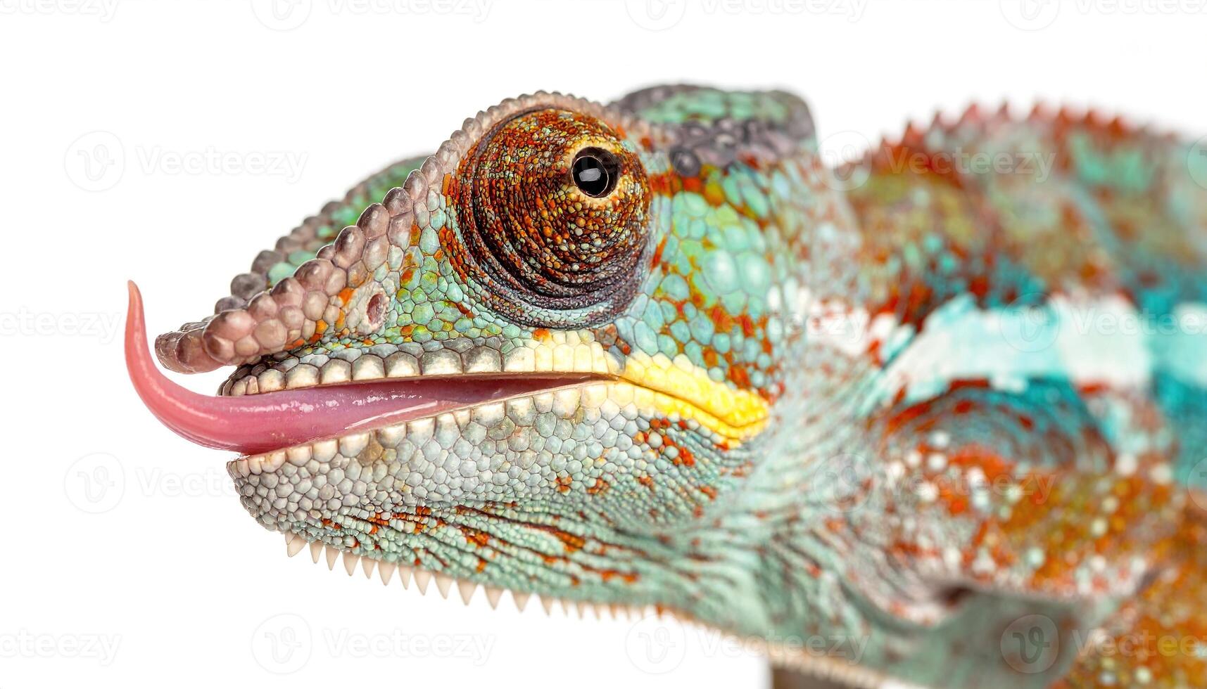 Close-up of a vibrant chameleon's head, displaying a striking array of colors and textures. Its expressive tongue is extended, showcasing the remarkable adaptability of this fascinating reptile. photo