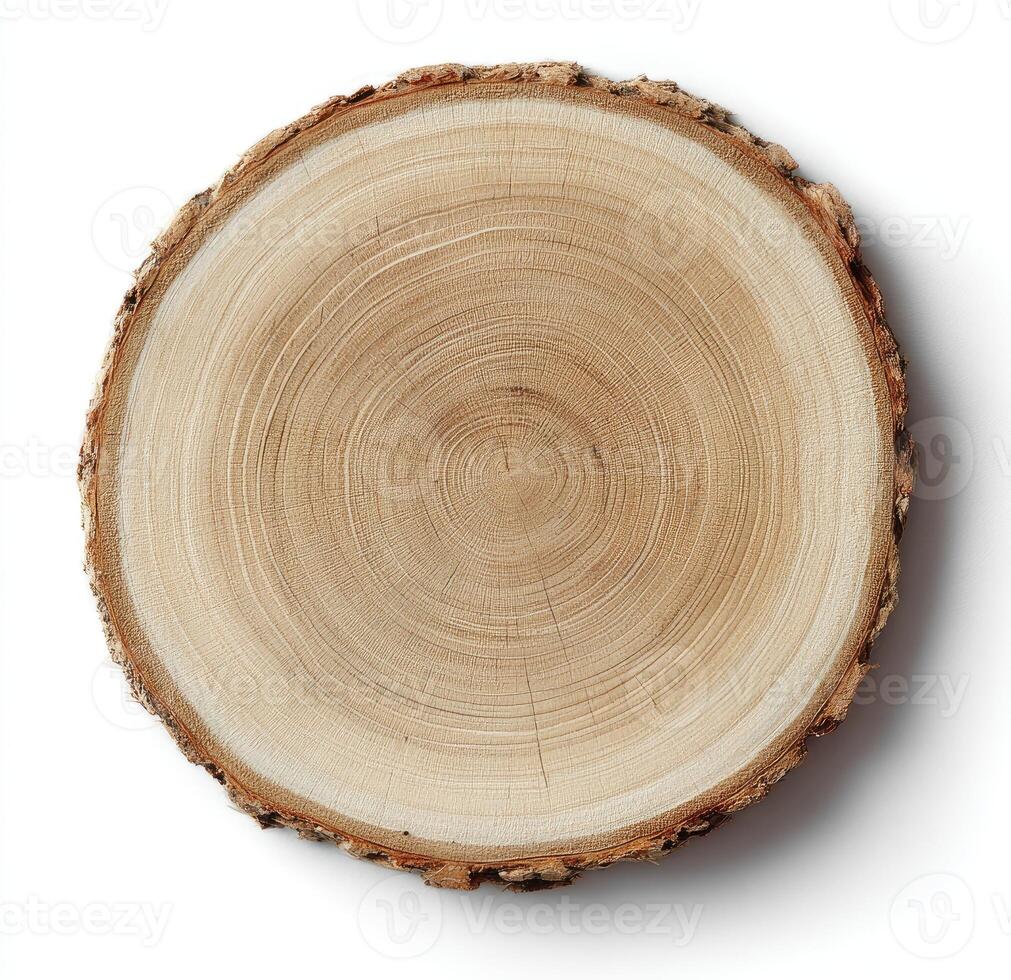 Circular cross-section of a tree trunk showing annual rings, bark edge, and a white background photo