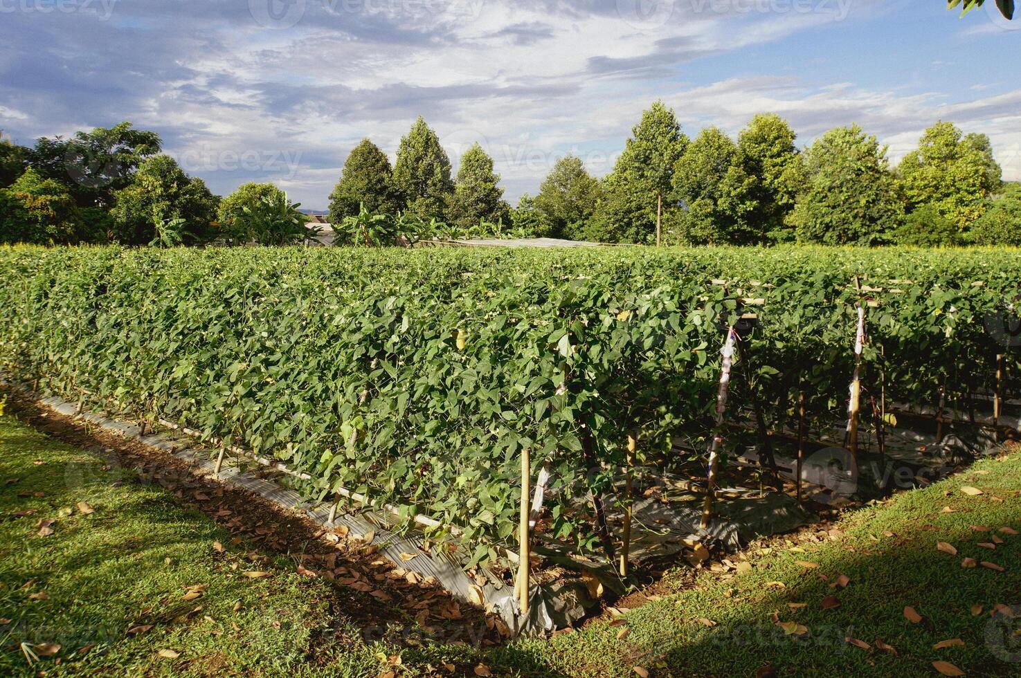 Stunning vineyard with rows of flourishing vines, with trees and a beautiful view of the sky. photo