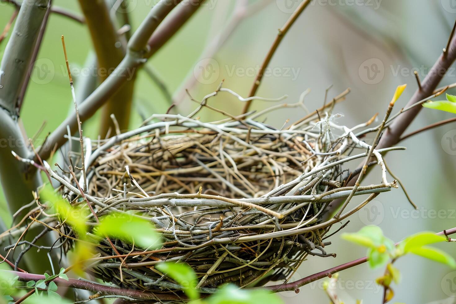 Observe the Intricate Construction of a Birds Nest, Woven from Twigs and Branches, Securely in a Tree, High Above Ground, Showing Amazing Natures Craftsmanship and Wildlife Habitats. photo