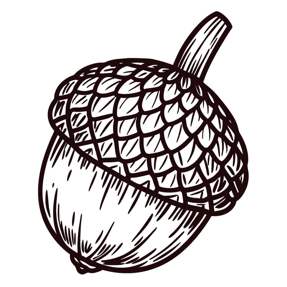 Hand drawn acorn illustration detailed sketch of nut with textured shell and cap isolated on white background vector