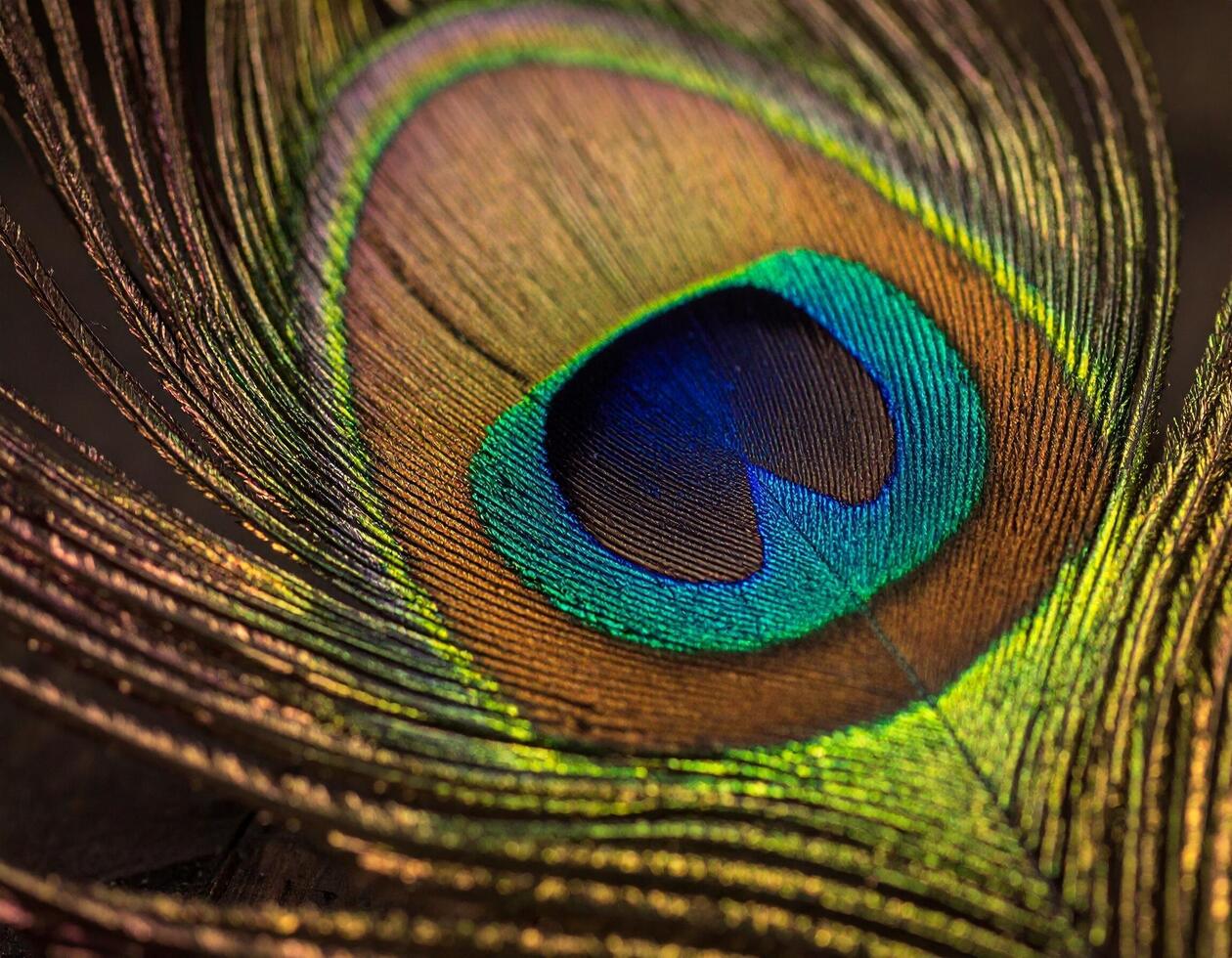 Iridescent Peacock Feather Eye A Macro Study in Texture and Color. photo