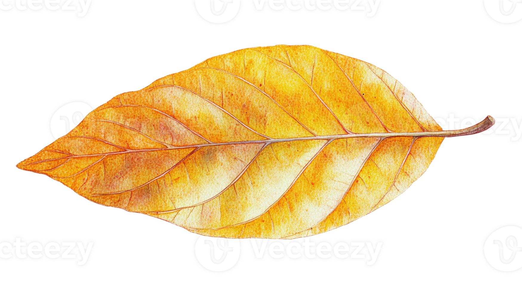 Realistic autumn leaf, illustration with transparent background for seasonal design projects, nature-themed graphics, and fall-themed visuals in high-resolution format png