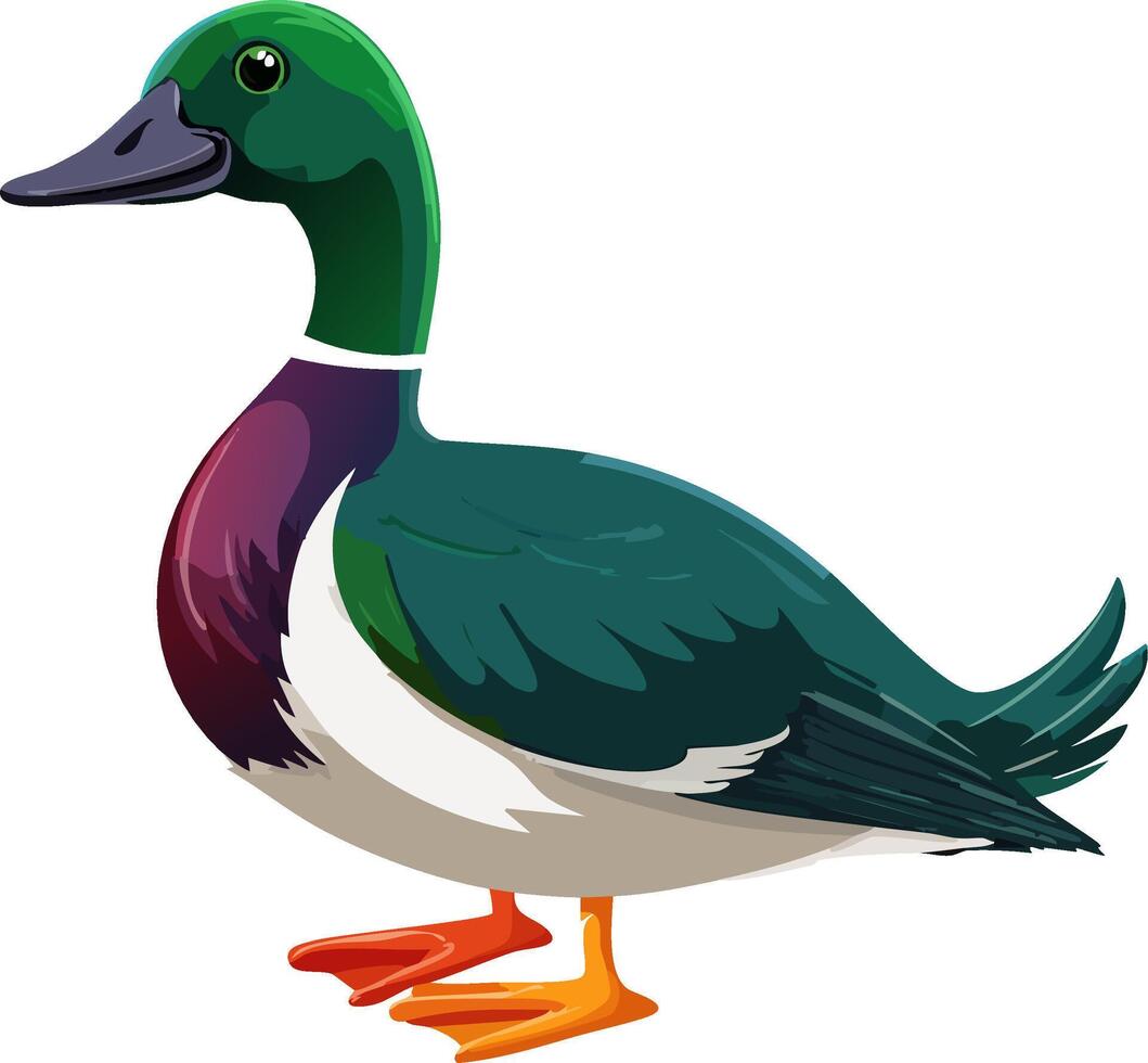 Domestic duck standing on white background, farm bird with soft feathers and flat beak vector