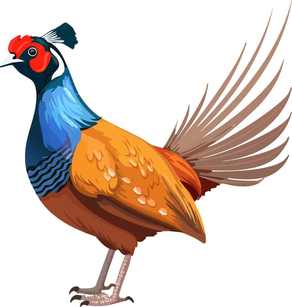 A pheasant with a colorful tail on a white background vector