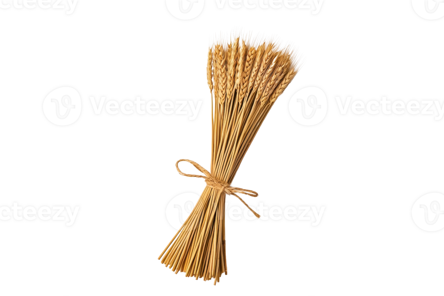 A bundle of golden wheat stalks tied with simple string, isolated on transparency background, showcasing natural texture and color of grain. Perfect for agricultural themes png