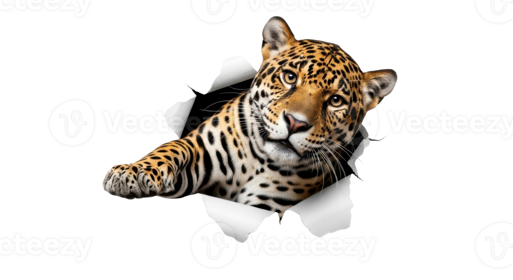 Majestic spotted jaguar with piercing eyes dynamically emerges through a torn paper hole, creating an exciting 3D visual effect, highlighting wilderness and surprise png