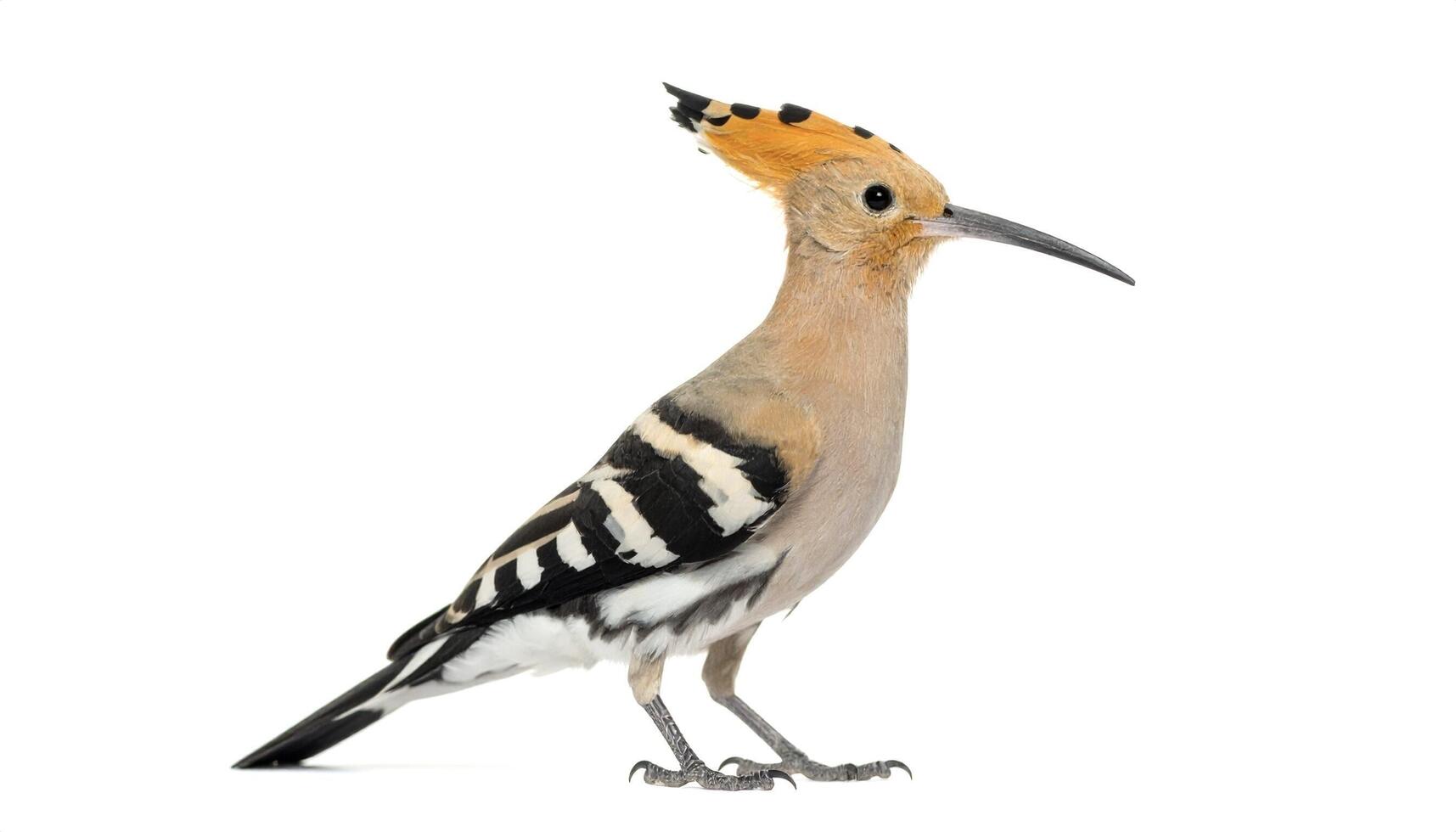 Standing hoopoe with its distinctive crest and plumage poses against a plain white backdrop, showcasing its unique features in a simple, elegant composition. photo