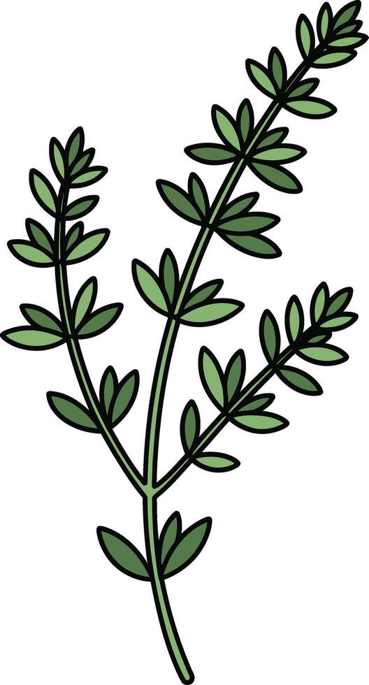A simple of a sprig of green thyme on a white background. vector