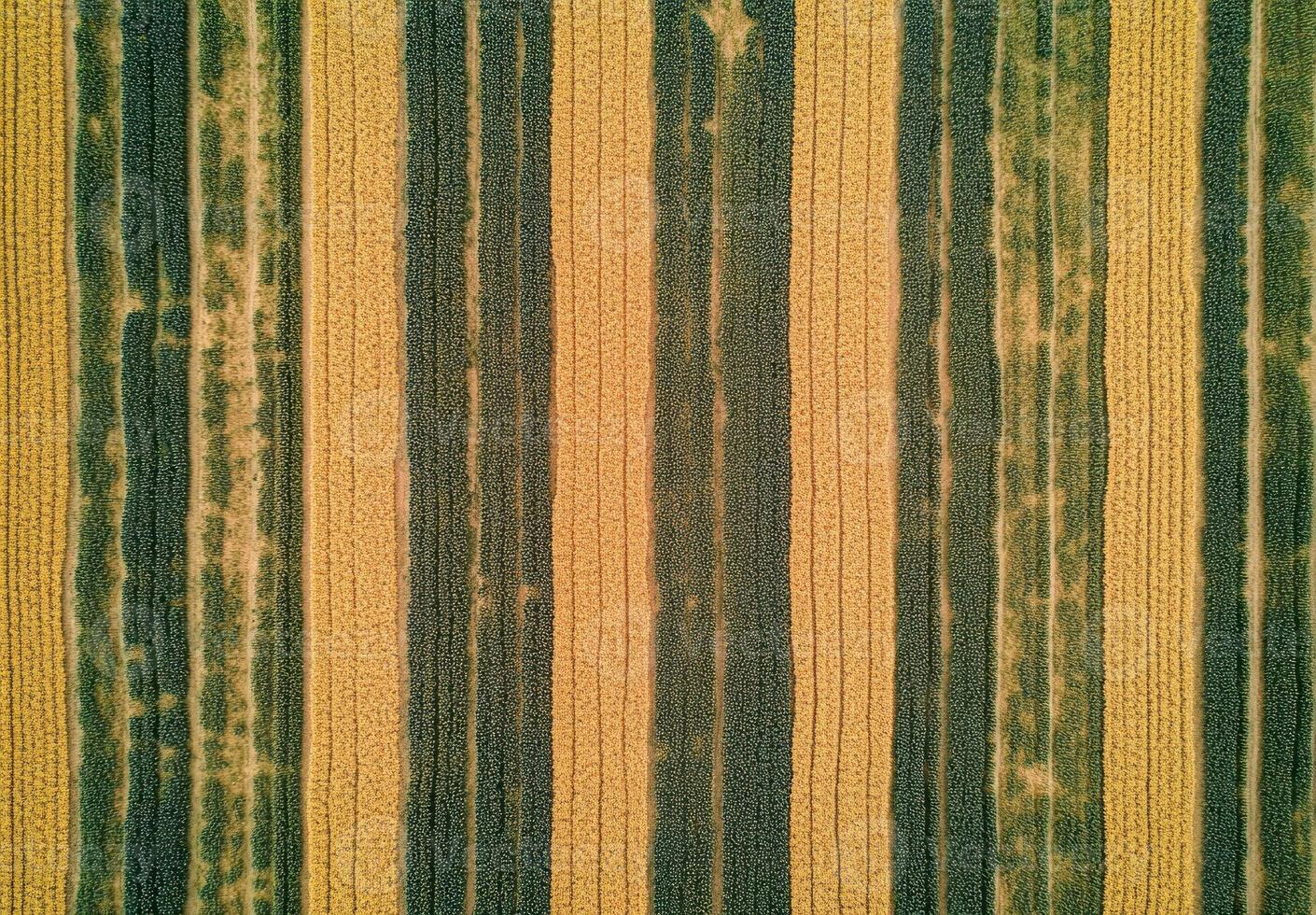 Aerial view of a field with distinct rows photo