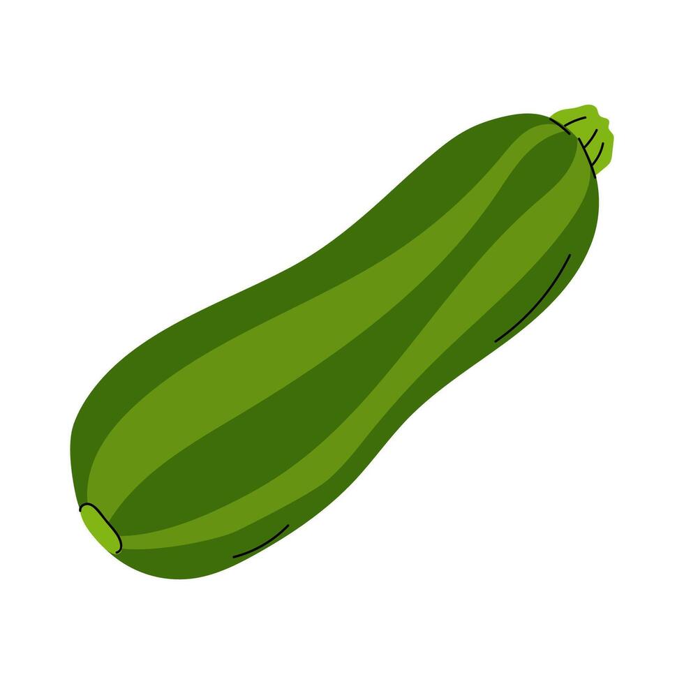 Fresh green zucchini resting on a white background showcasing its vibrant color and smooth texture vector