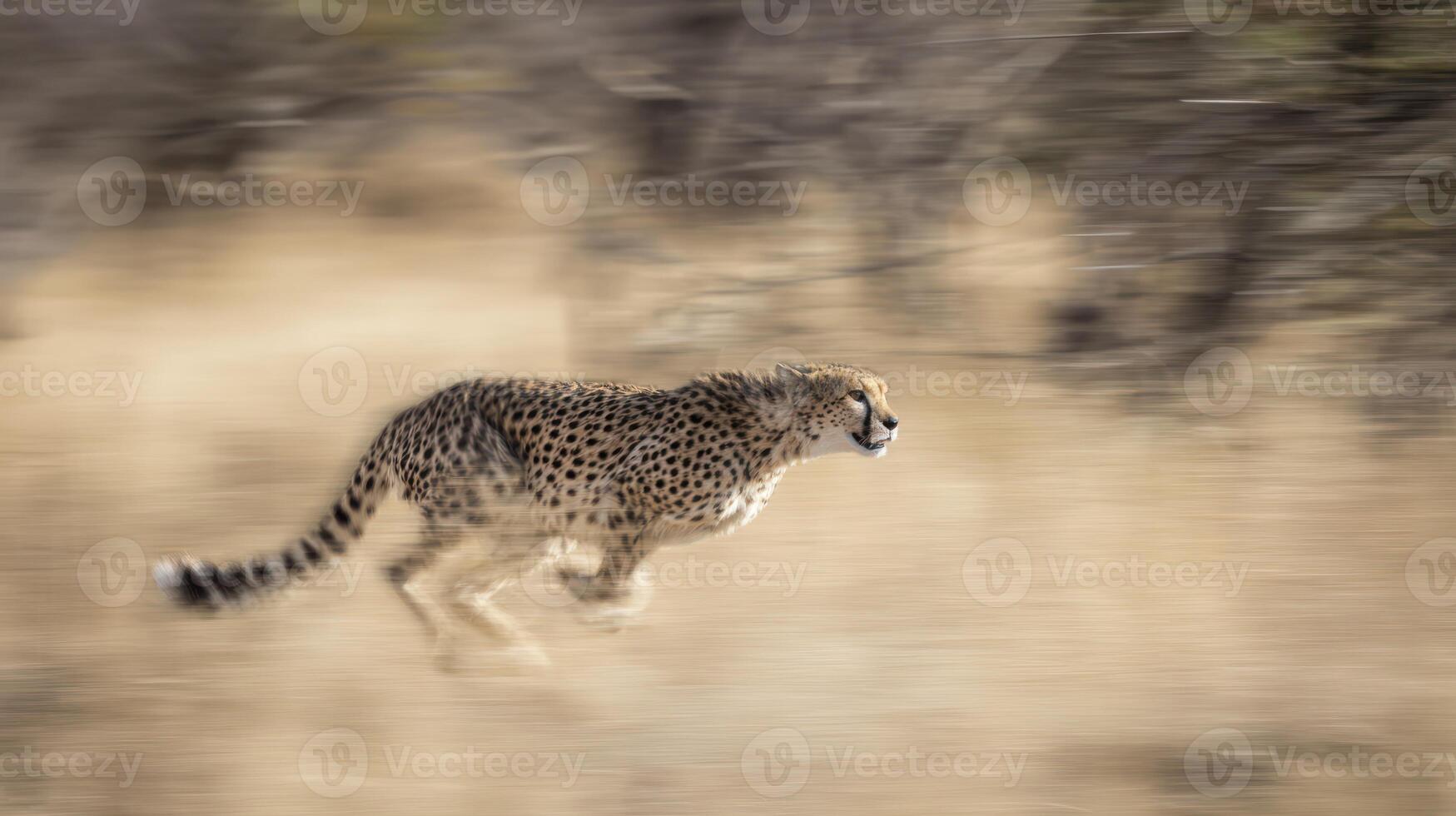 Cheetah in motion across arid terrain with speed blur effect in daylight photo