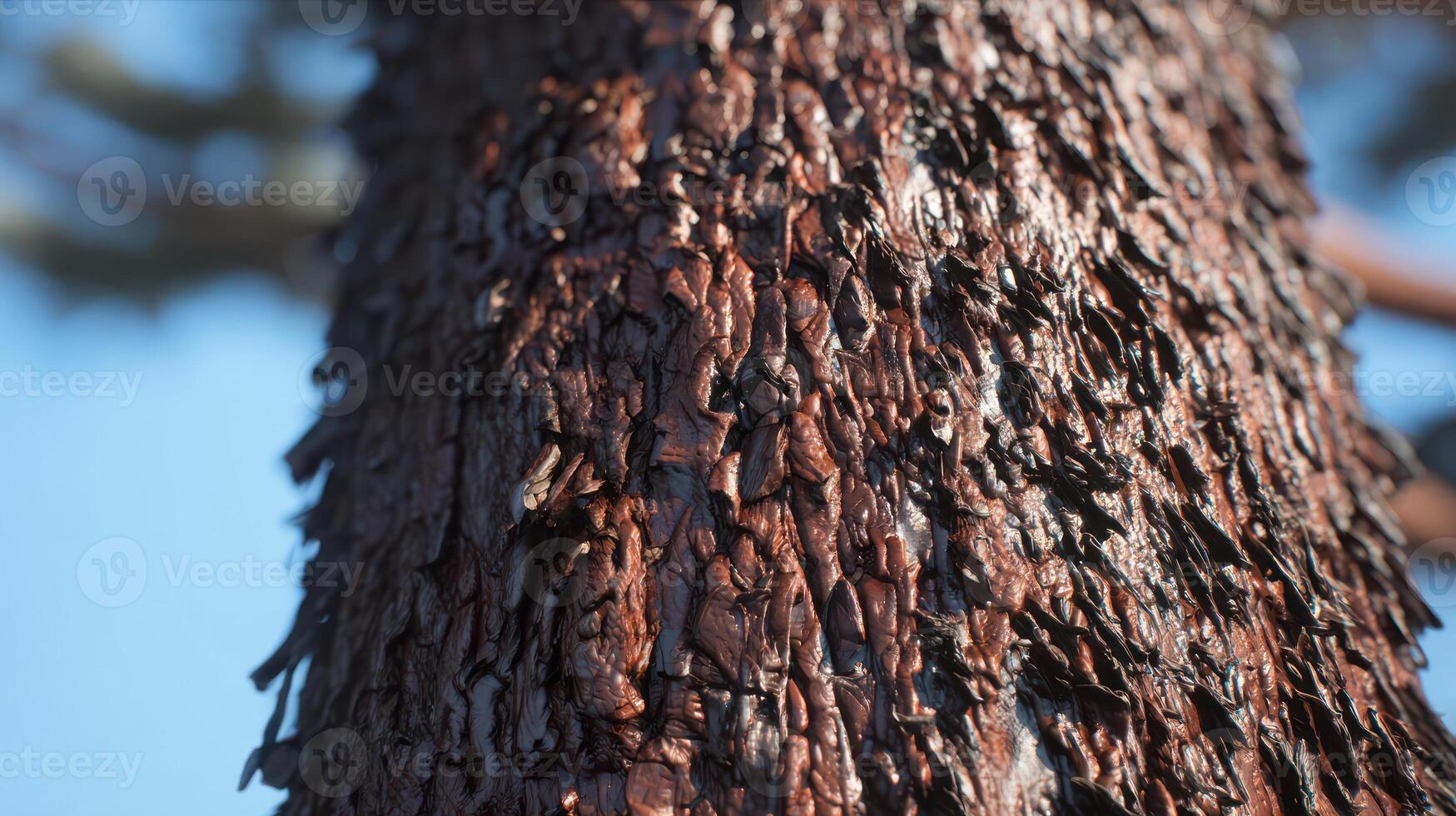 Close up of a weathered tree trunk showing textured bark detail and natural patterns photo