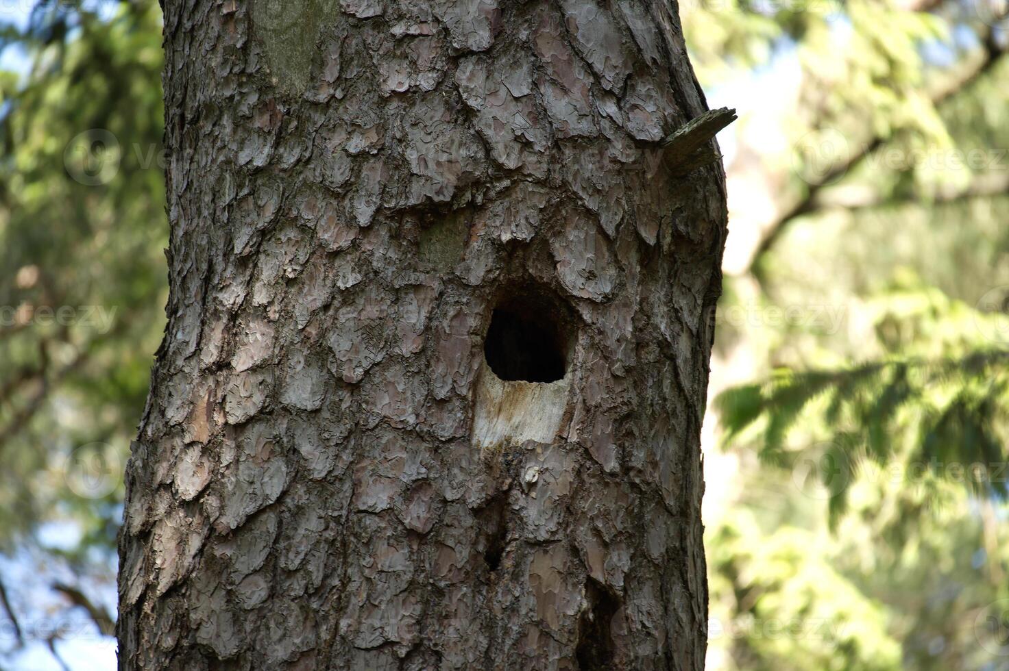 A close-up view of a tree trunk with a bird's nest hole in the forest. photo