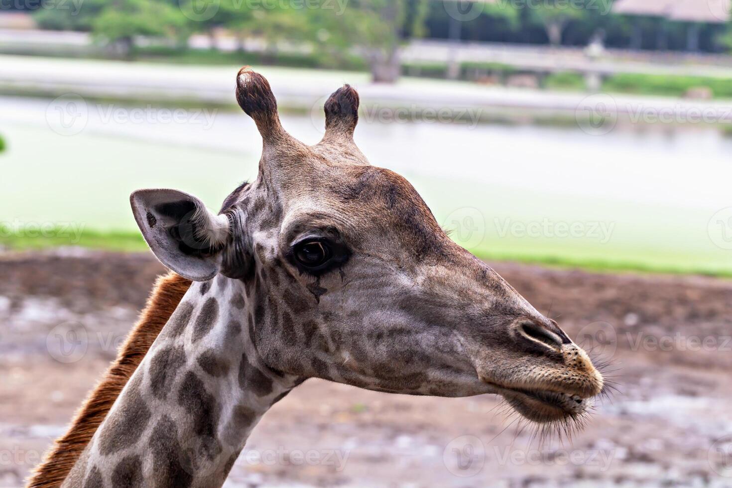 Safari. Giraffe. Close-up portrait of giraffe highlighting its distinctive patterns and features in lush safari setting, surrounded by greenery and tranquil water body, ideal for wildlife enthusiasts photo