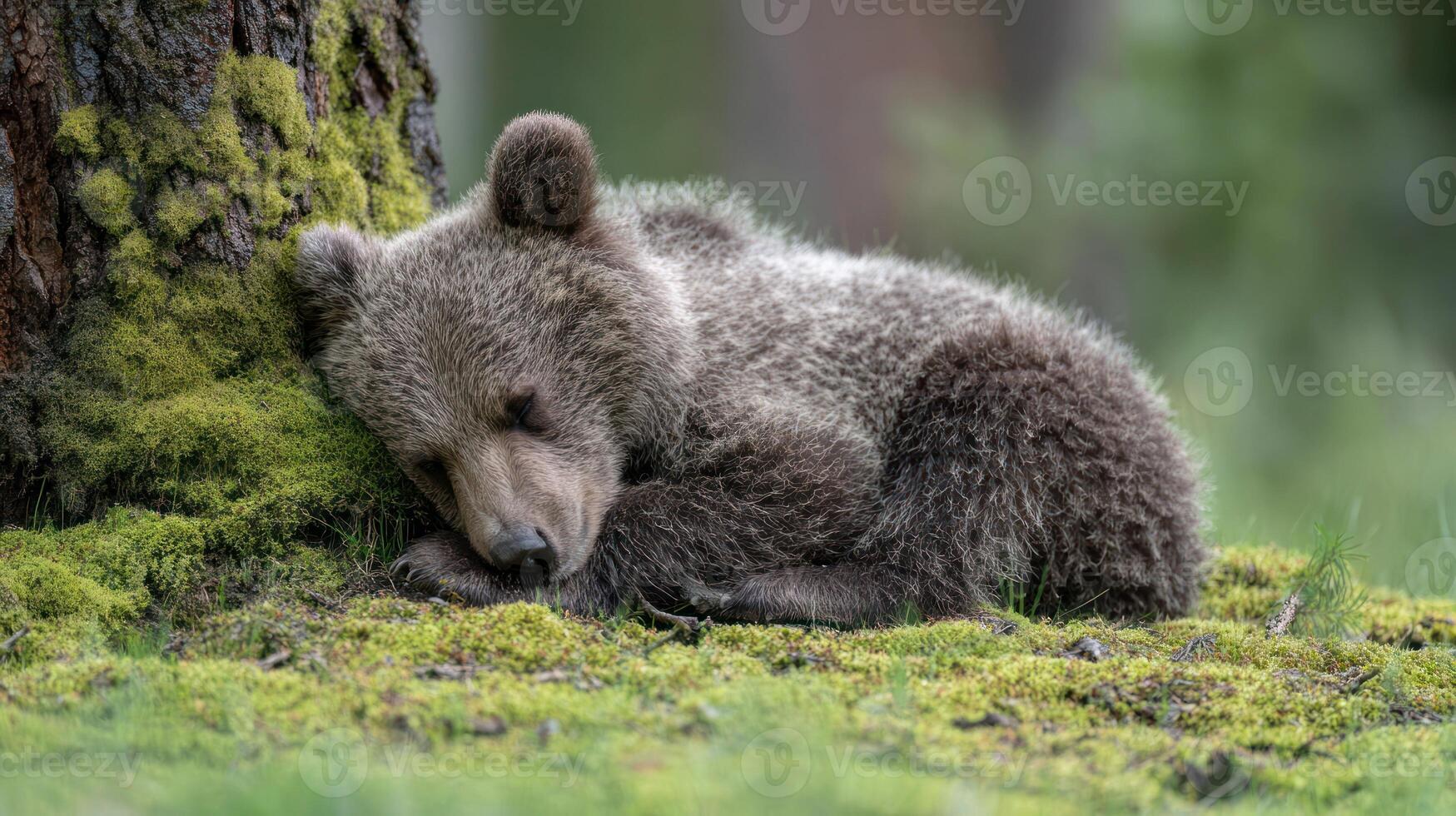 Sleeping bear cub resting against tree trunk in forest environment photo