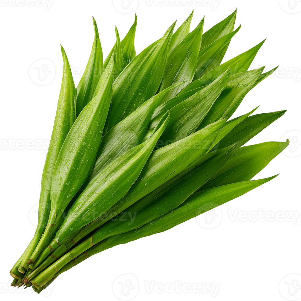 Bright green salacca palm shoots, arranged in a fan-like pattern, with sharp, pointed tips on transparent background png