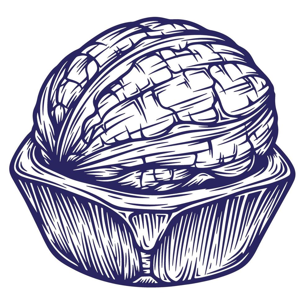 Detailed engraving of walnut showing the nut and its shell isolated on white background vector