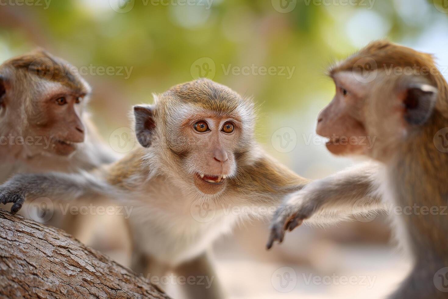 Group of playful monkeys interacting joyfully in a tropical setting, showcasing their lively nature and vibrant environment with lush greenery and soft sunlight filtering through photo