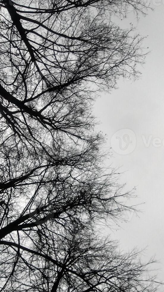 Bare branches of trees against a gray sky. The scene captures a winter atmosphere with a focus on the intricate patterns of the twigs. photo