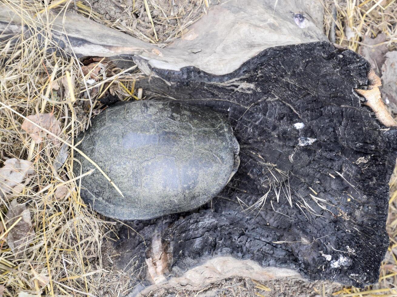 tortoise on the bark of a tree. Ordghjinary river tortoise of temperate latitudes. The tortoise is an ancient reptile. photo