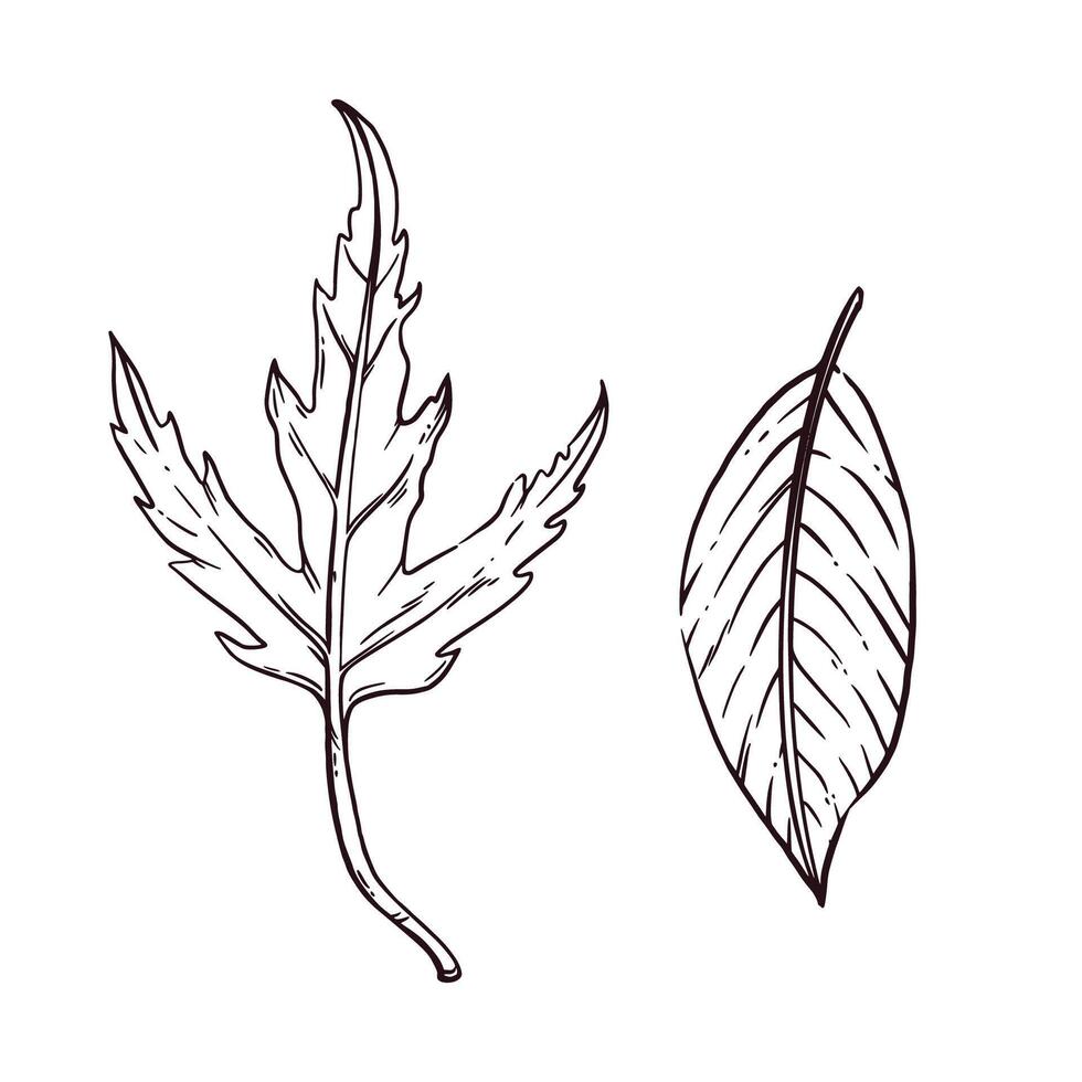 Set of illustrations of autumn leaves, maple leaf, chestnut leaf. All objects are hand-drawn in ink and converted into . Perfect for printing on fabric, paper, for design vector