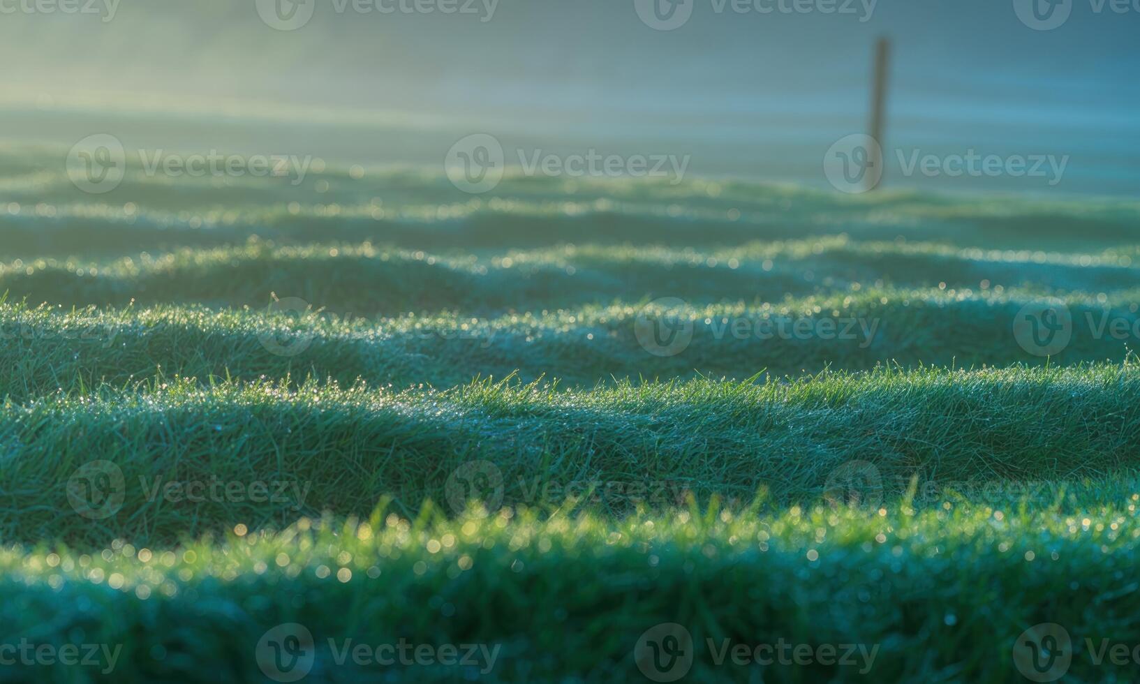 Dewy emerald green grass rows glowing in soft morning light, creating a serene natural pattern photo