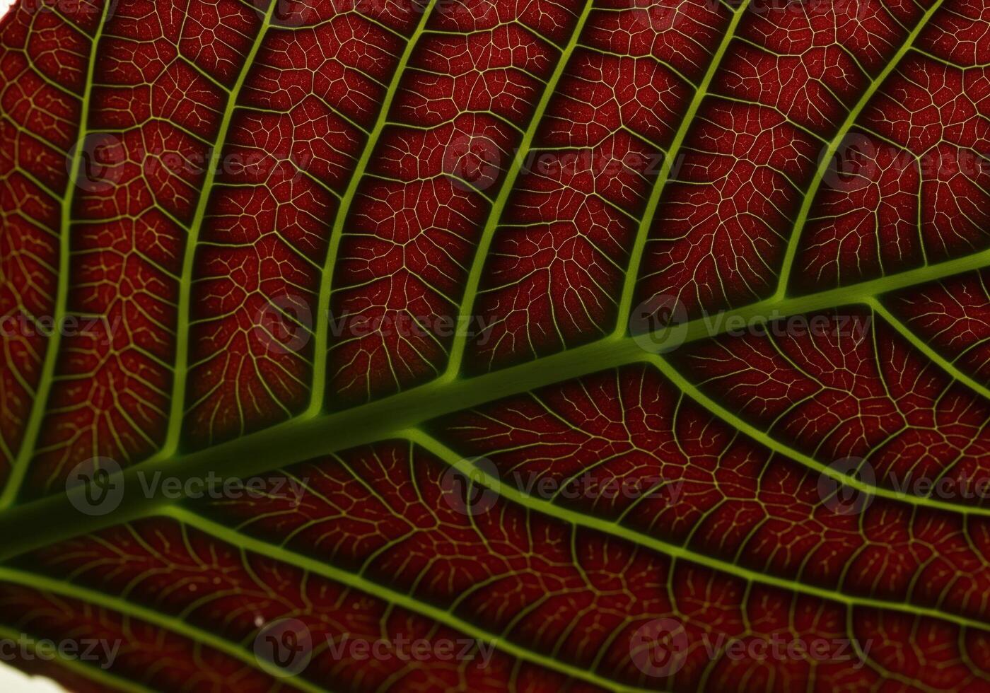 Close up macro view of a vibrant red leaf with intricate green venation and detailed texture photo