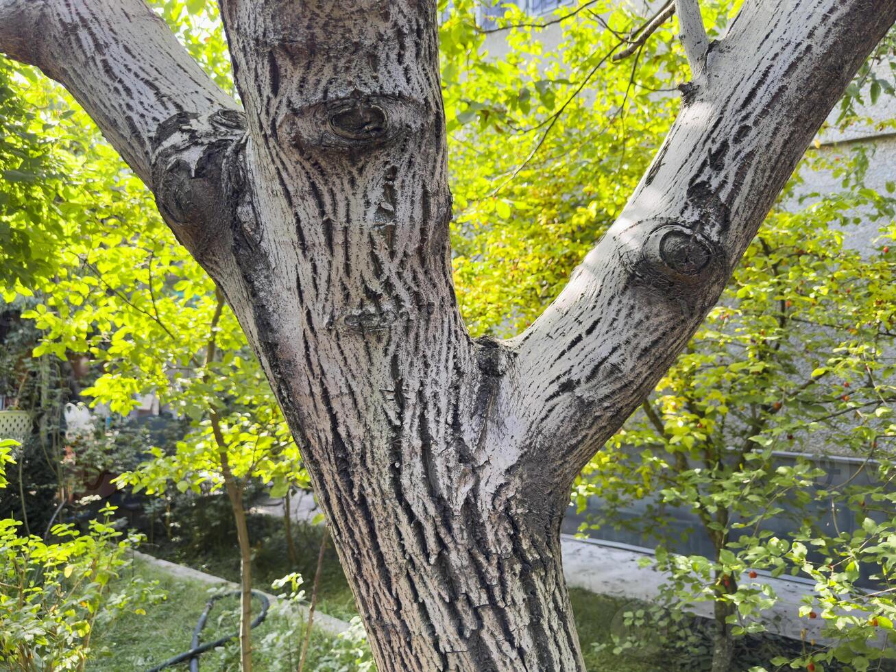 Old tree, tree with thick branches, white tree. A tree trunk with few holes photo