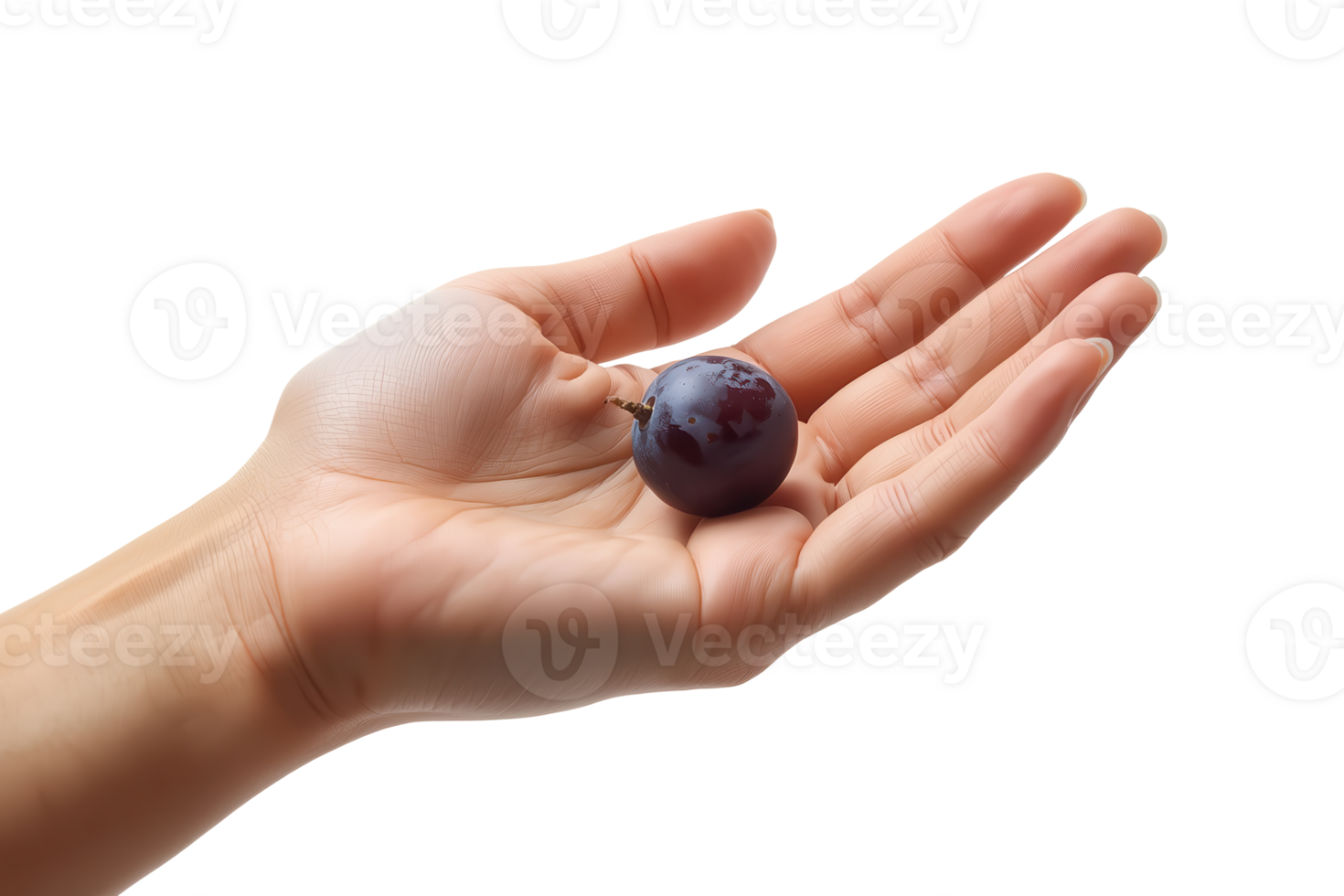 un' avvicinamento Caratteristiche un' di persona Aperto palma offerta un' singolo buio uva contro un' trasparente sfondo. png