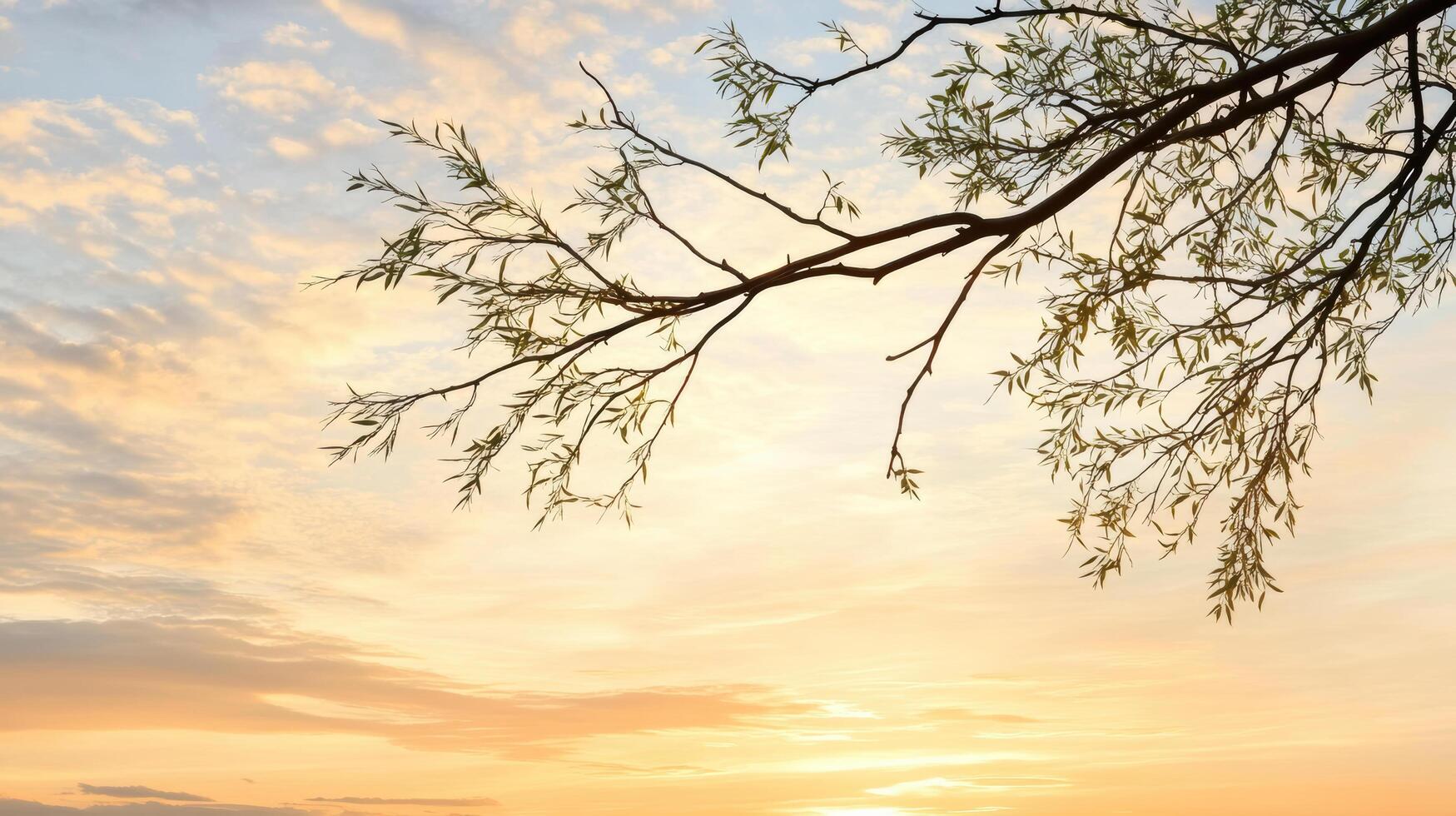 A tree branch is seen in the foreground of a sunset photo