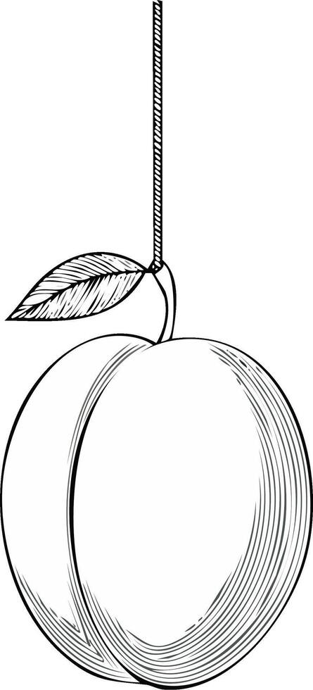 Sketch of a Plum with a Leaf Hanging by a Rope vector