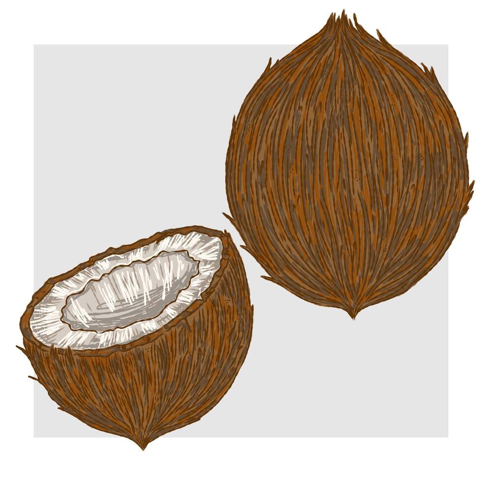A vintage hand-drawn illustration of a coconut and its half, executed in a sketchy style with clean contour lines and colorful textured brush strokes. vector