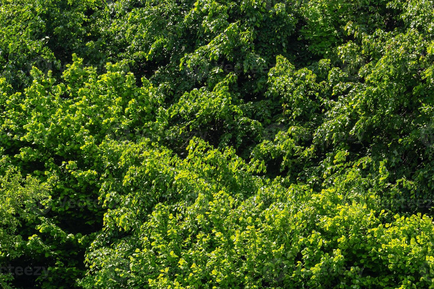 Aerial top view forest tree, Rainforest ecosystem and healthy environment concept and background, Texture of green tree forest view from above photo