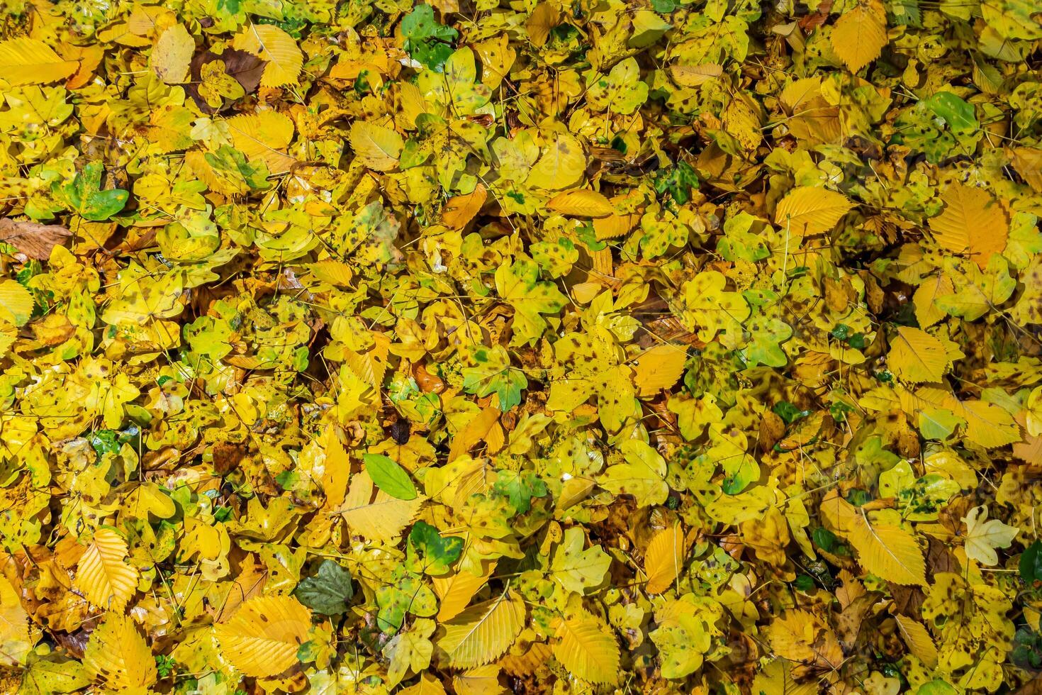 Top-down view of fallen autumn leaves creating a continuous golden background photo