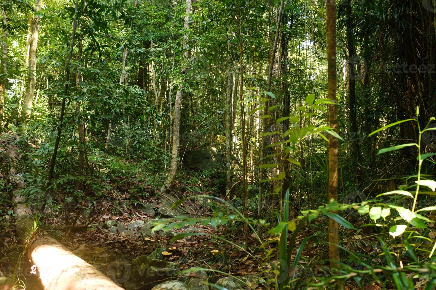 Exploring a vibrant rainforest ecosystem with dense foliage and sunlight filtering through trees in a tranquil setting during the early morning hours photo