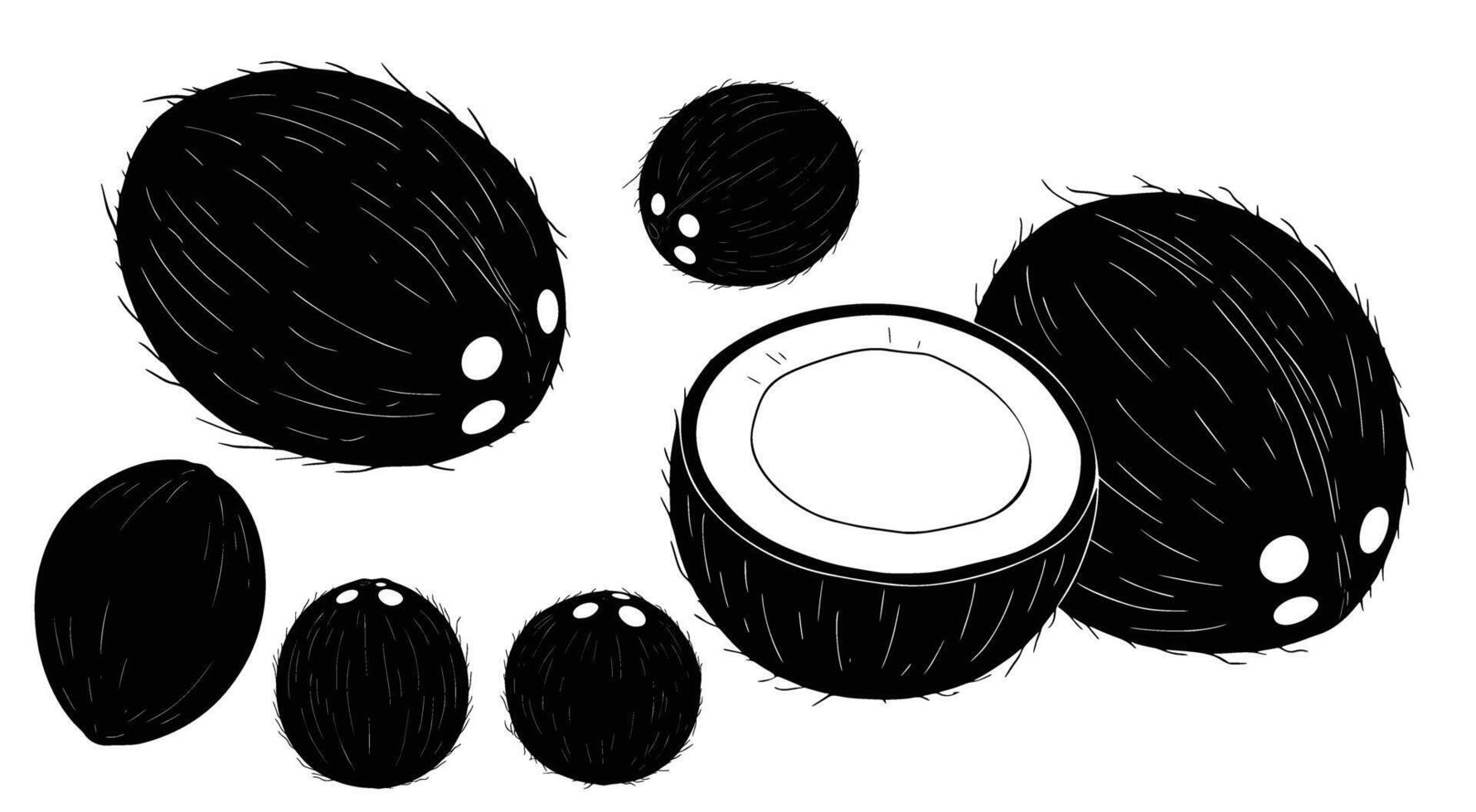 Coconut fruits featuring a collection of whole and halved coconuts, rendered in a textured, handdrawn style, creating a natural and organic feel vector