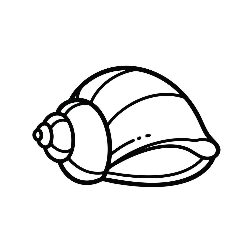 Simple Line Drawing of a Seashell with Spiral Structure and Curved Edges on a vector