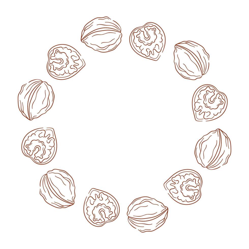 Circular wreath with walnut and kernel on a white background in a line art style. vector