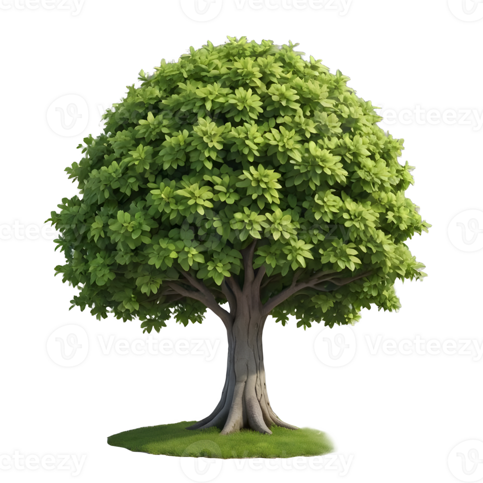 3d realistico interpretazione di un' lussureggiante verde albero con un' completo, il giro baldacchino, contro un' trasparente sfondo, ideale per un' gamma di design e compositing compiti png