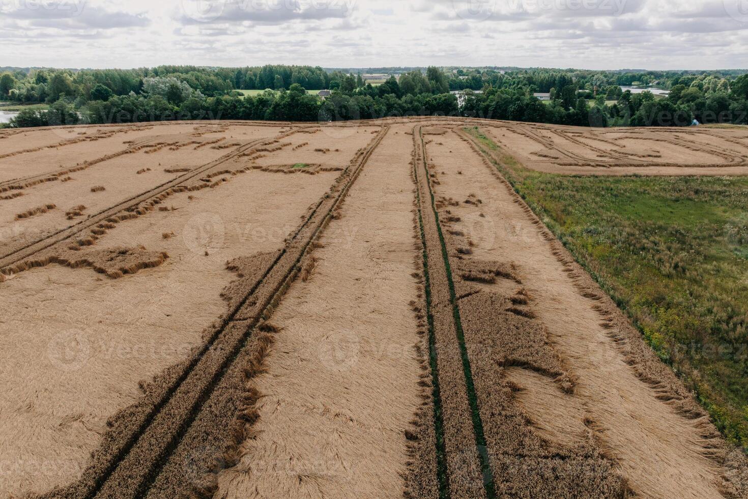 A harvested field with linear machinery tracks, adjacent to uncut grassland. A tree line forms a boundary, with structures and water in the distance. photo